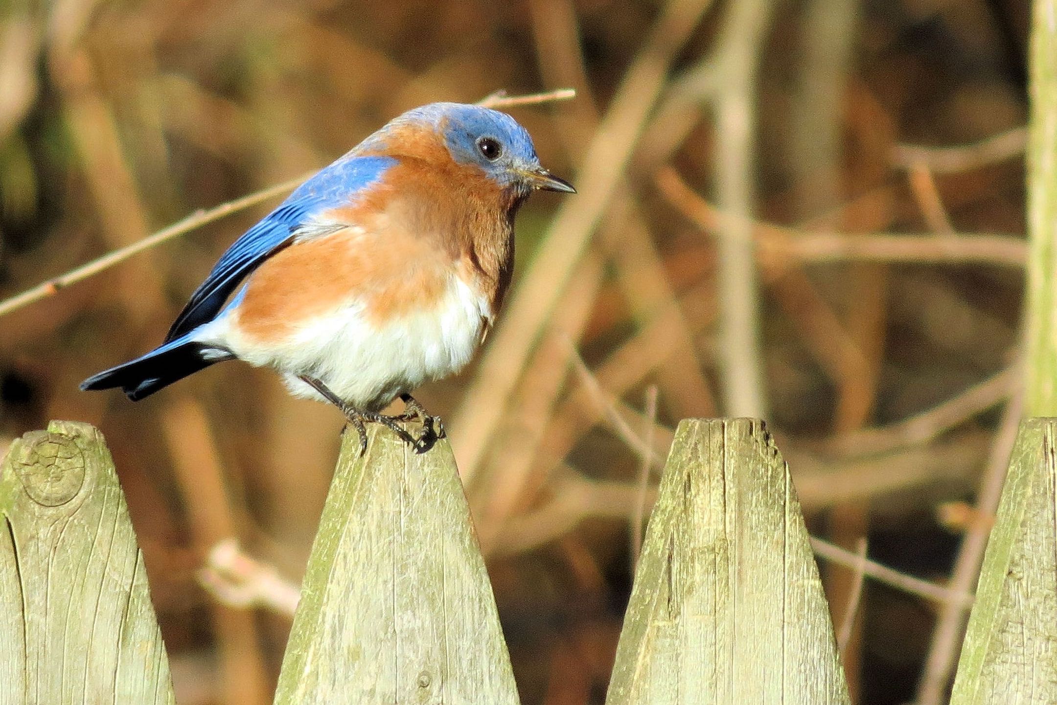 bluebird-on-a-fence_t20_goEG7G Meditation