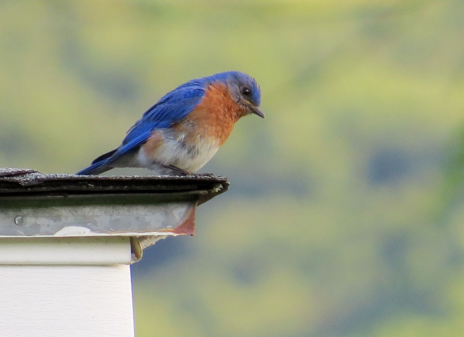 curious-eastern-bluebird-nominated_t20_9Jl49v Mindfulness