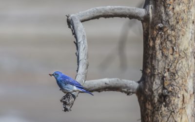 mountain-bluebird-of-yellowstone_t20_Aer2OV-400x250 Blog