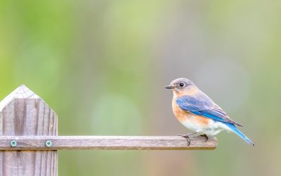 female-bluebird_t20_LlQj1K-400x250 Blog