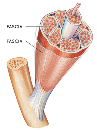 fascia A Way to Help with Pain Through Yin Yoga