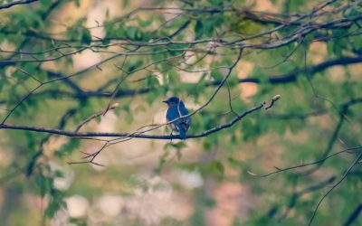 bluebird_t20_7mveEO-400x250 Blog